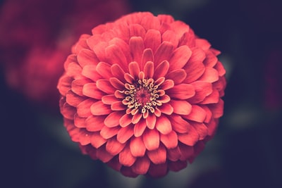 微距摄影的红色的花
